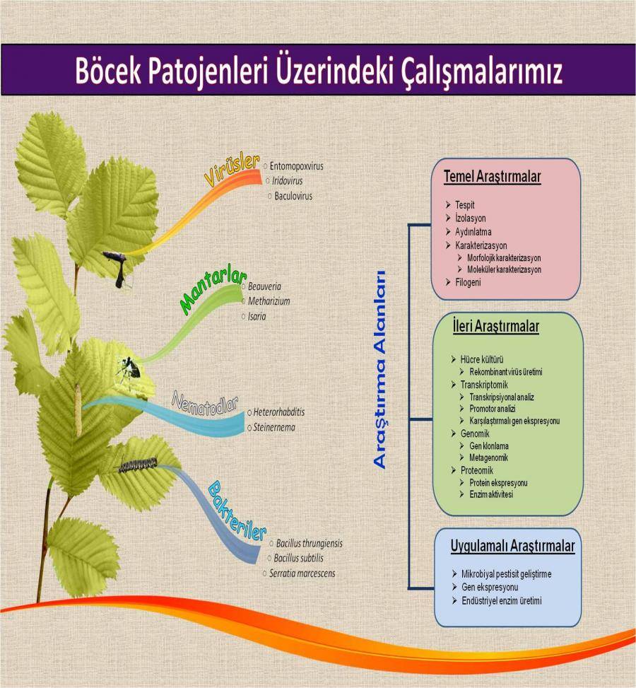 Çalışma Alanlarımız